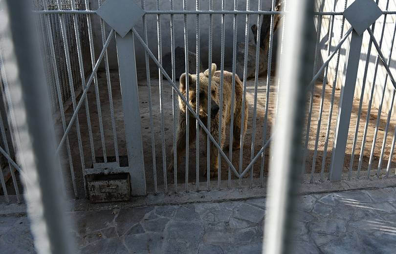 Спасение из адского зоопарка: Британское издание о медведях на даче генерала Манвела