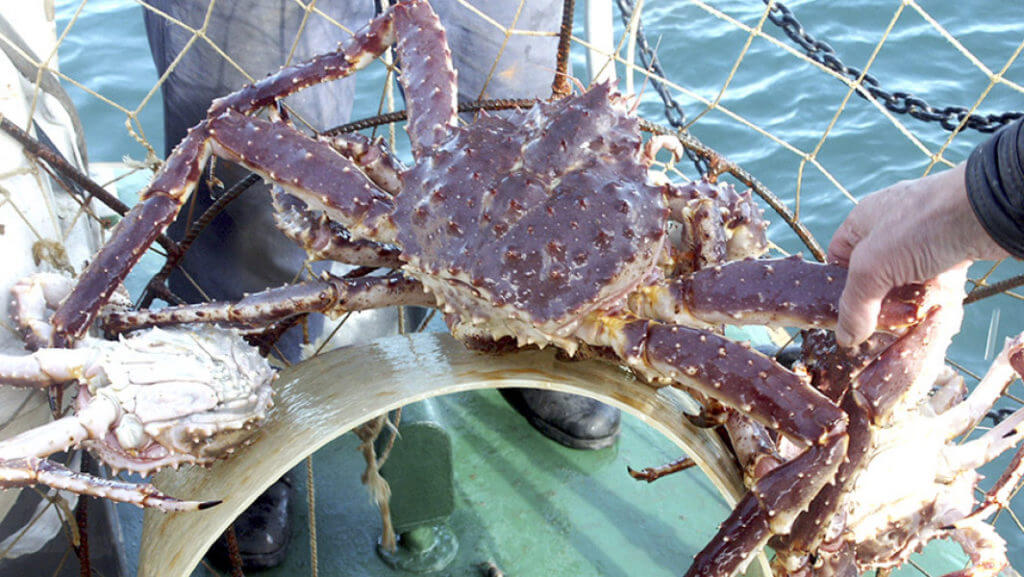 В Японии на аукционе продали снежного краба за рекордную цену почти $19 тыс.