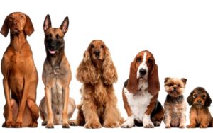 Как определить породу собаки?