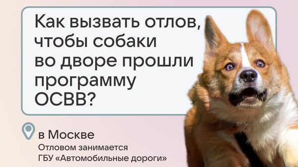 Вконтакте, Better и "Благополучие животных" запускают акцию #отвечаюзахвост