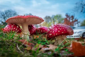 Мухомор и его применение в медицине