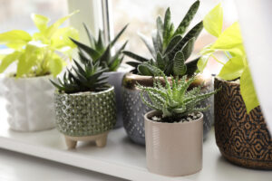 10 комнатных растений для южных окон