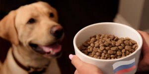 Какой лучше выбрать сухой корм для собак: отзывы и подробное описание