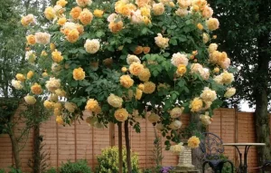 Выращивание штамбовой розы: посадка и уход