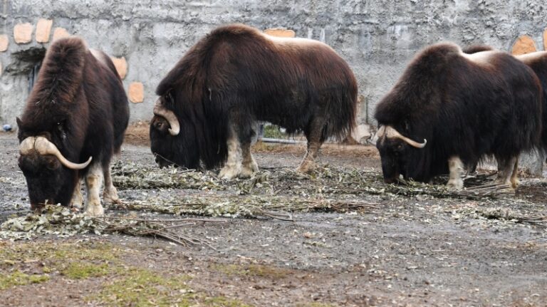 Под Магаданом родились девять овцебыков