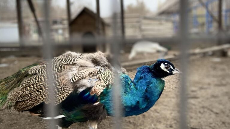 В зоопарке Екатеринбурга из-за действий посетителей умерла самка павлина