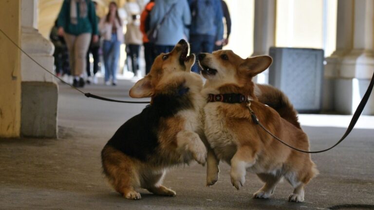 Кинолог рассказал об этикете собаковода