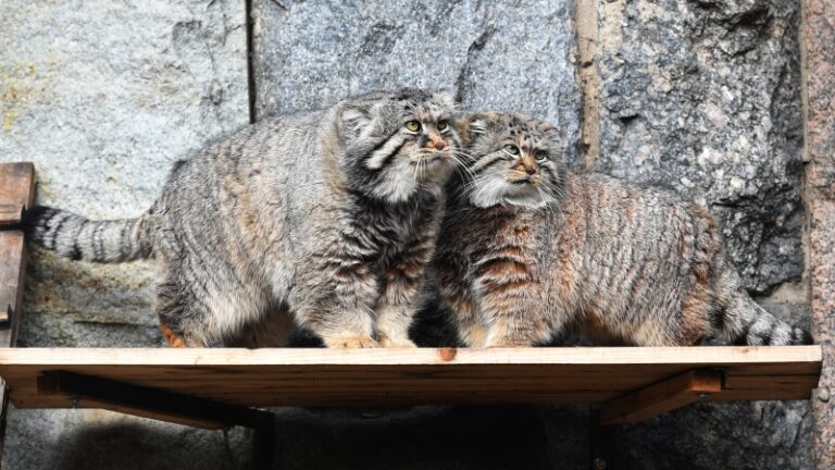 Ленинградский зоопарк присоединился к программе по сохранению манулов