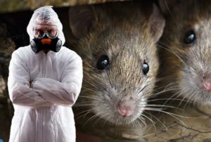 Дератизация — понятие, цели, основные методы и порядок проведения