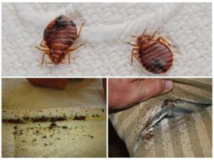 Как гарантированно избавиться от клопов?