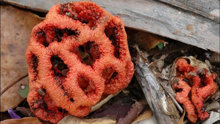 В Сочи предупредили о возможном разрастании крайне ядовитого гриба