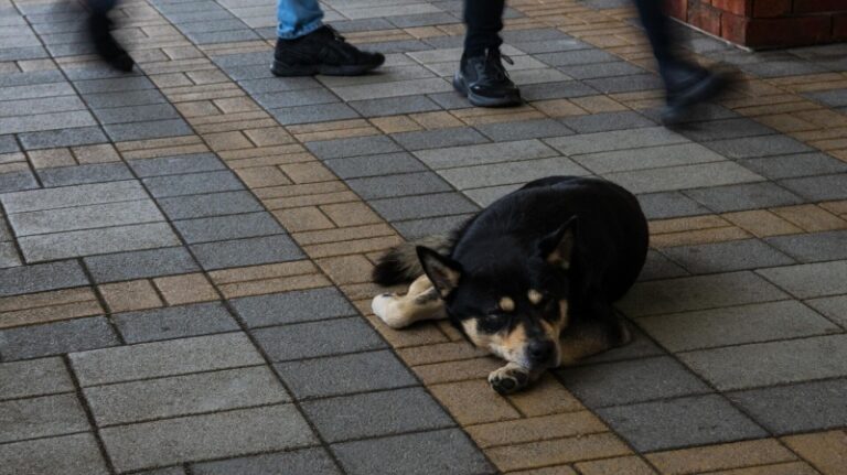 Кинолог рассказал, какими заболеваниями собака может заразить человека