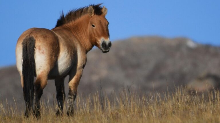 В заповеднике в Херсонской области выбрали королеву красоты