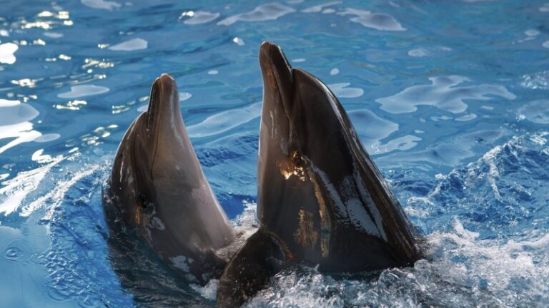 Эксперт рассказала, какие проблемы возникают у дельфинов в Сочи из-за людей