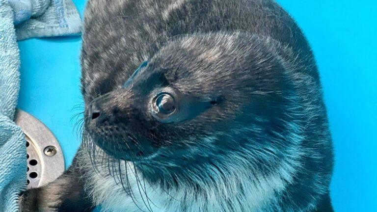 Самая маленькая спасенная в Петербурге нерпа научилась есть рыбу