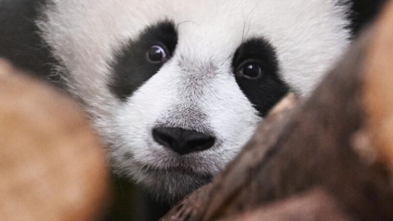 В зоопарке назвали условие, при котором панда Катюша останется в России