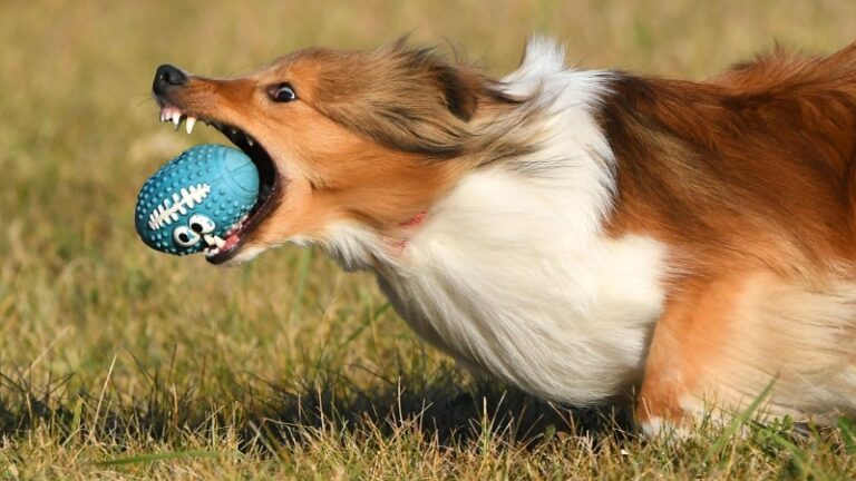 Кинолог посоветовал, как провести время с собакой на природе