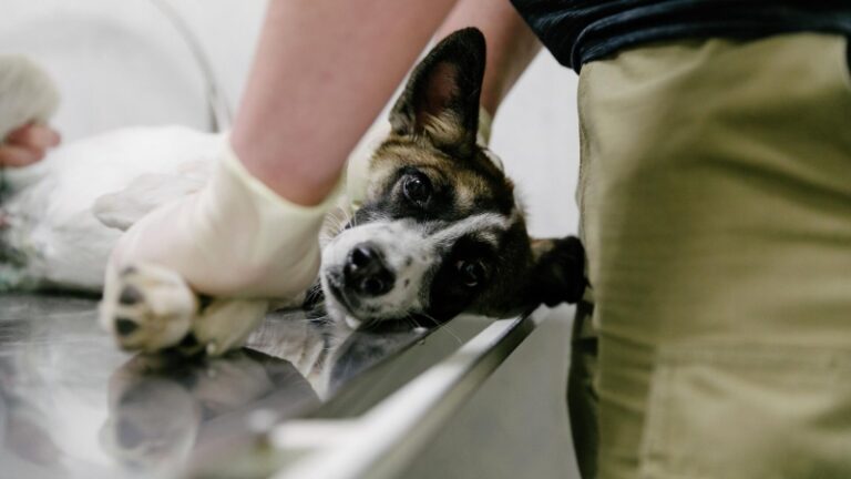 Кинолог призвал не избегать походов к ветеринару