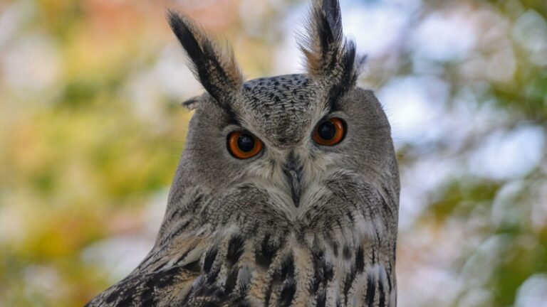 Животные и птицы начали возвращаться в московские экоцентры после зимовки