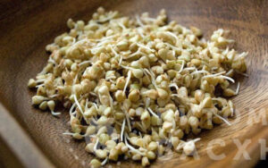 Какая гречка подходит для проращивания?