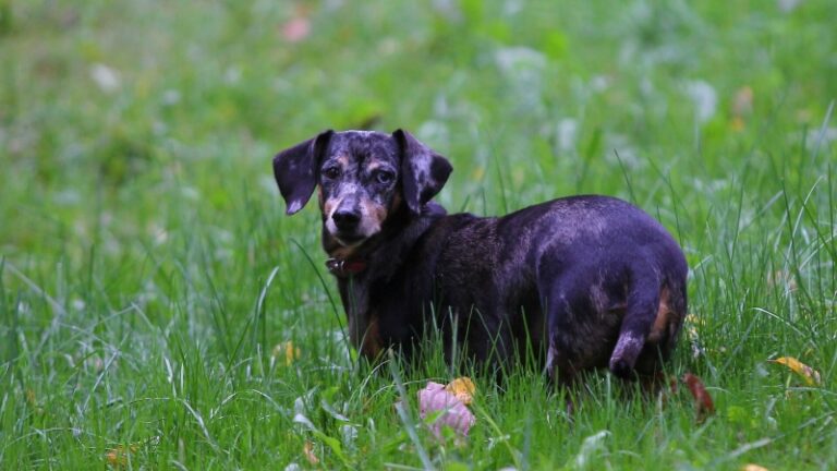 Кинолог предупредил об опасности открытых окон для собак