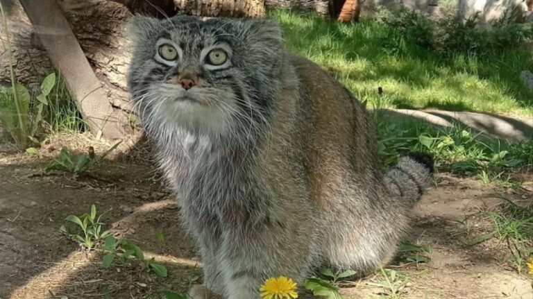 В Сочи детеныш трехлапой самки леопарда начал изучать места обитания