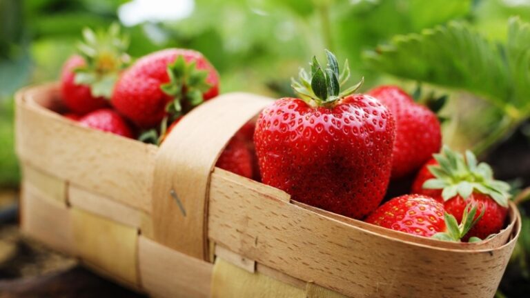 Врач рассказала о пользе и вреде клубники