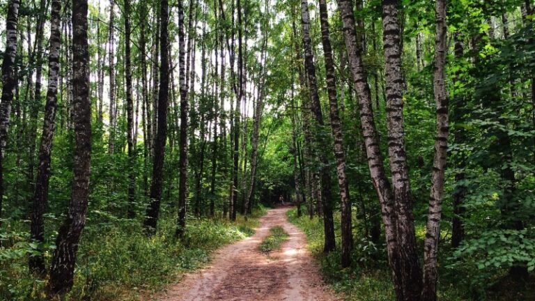 В Битцевском лесу в Москве нашли питона