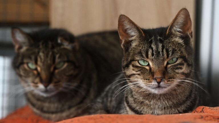 Стала известна самая популярная кличка для московских кошек