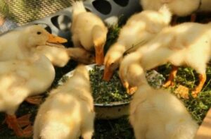 Кормление уток в домашних условиях -  правильный выбор корма, добавок и режим кормления