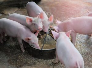 Правила составления рациона для свиньи