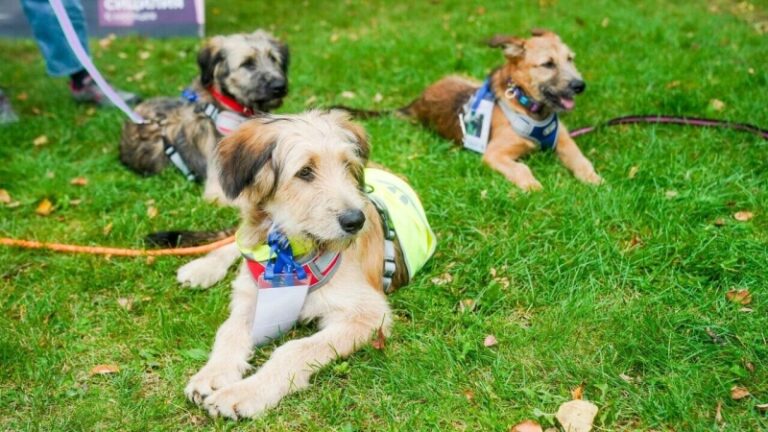 Кинолог назвал главную ошибку собаководов