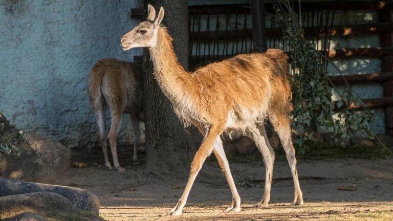 В Московском зоопарке поселилась самка гуанако