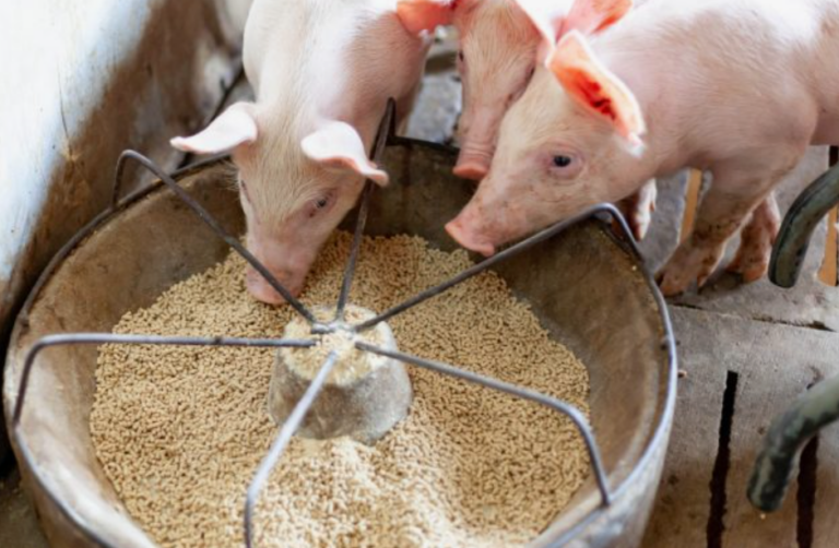 Что такое премиксы и зачем они нужны вашим животным?