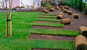 Преимущества и особенности рулонного газона: идеальное решение для вашего участка