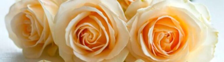 Кремовые розы: символ нежности и любви от AzaliaNow