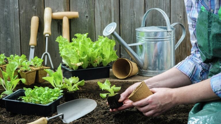 Посевной лунный календарь 2025: что можно сажать в марте