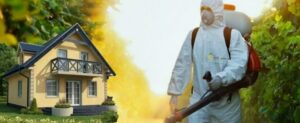Борьба с вредителями: профессиональная дезинсекция и дератизация