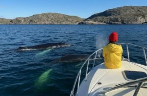 Териберка и Баренцево море: как морская прогулка меняет взгляд на север