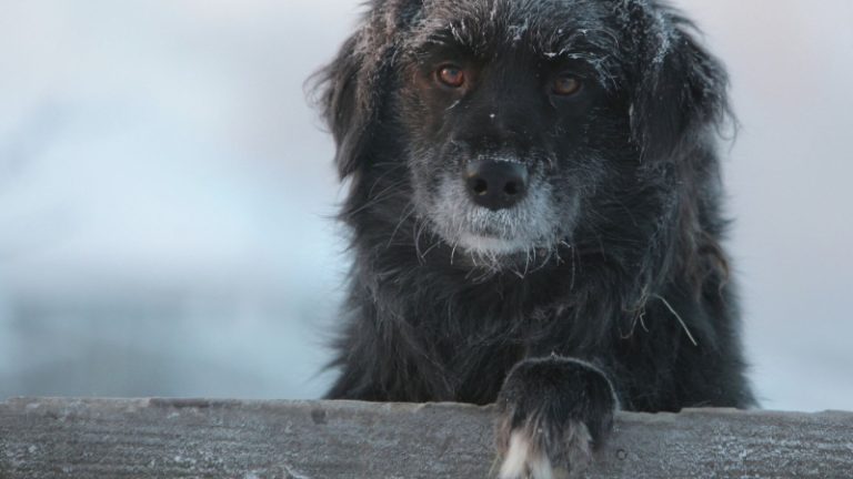 Кинокомпания «Мармот-фильм» поддержит подопечных фонда защиты животных