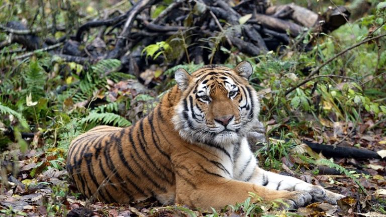 Путин отметил труд специалистов по сохранению амурского тигра