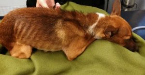 Анемия у животных: причины и диагностика